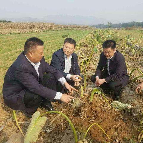 农田种植致富之路，探寻最佳农作物选择策略