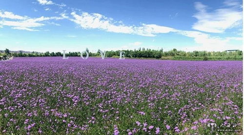 农村致富之路，探索高效农业与乡村旅游的共赢模式