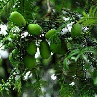 致富经，探索高效种植模式，挖掘种植潜力项目