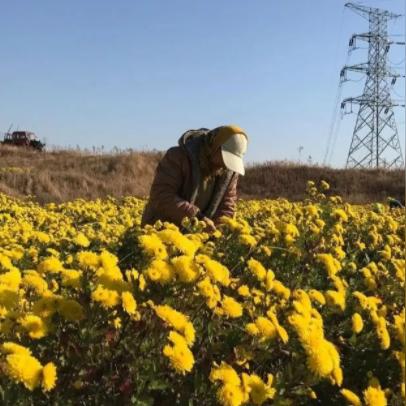 种植致富之花，策略、选择与前景展望