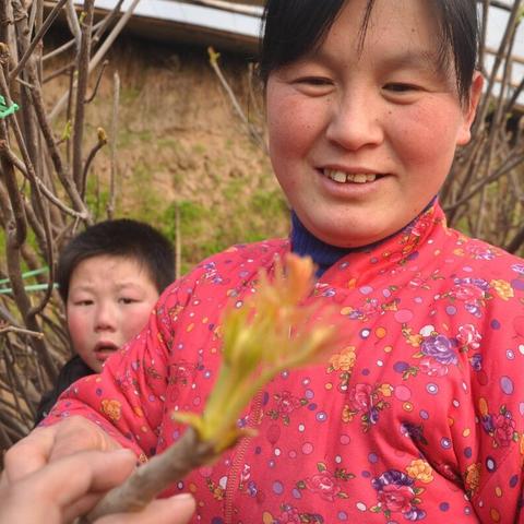 承包土地种植致富之路，探索高效农业种植模式