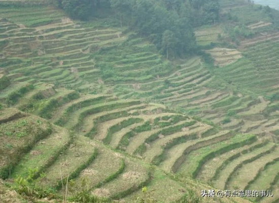 贫瘠地种植致富之路，策略与作物选择