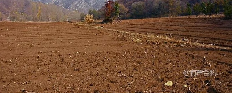 贫瘠地种植致富之路，策略与作物选择