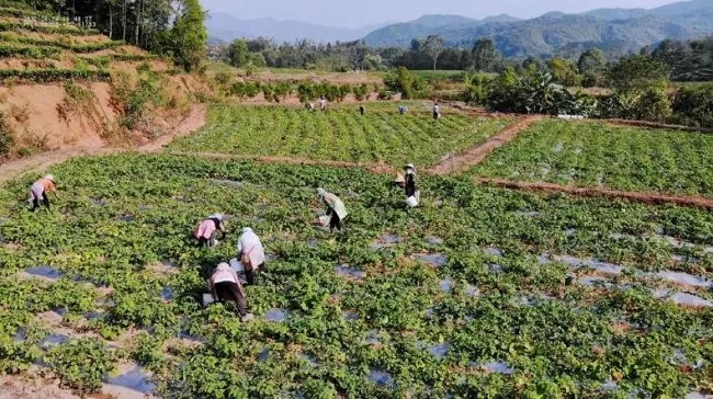 农村致富项目的探索与前景，寻找最佳致富路径