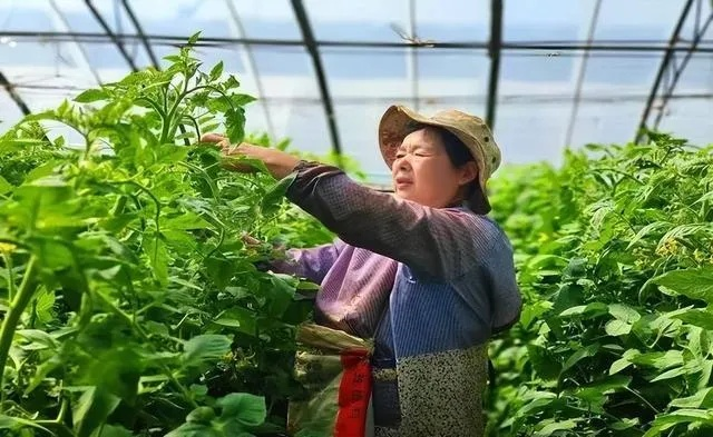 农村种植致富之路，探寻高效种植作物与策略