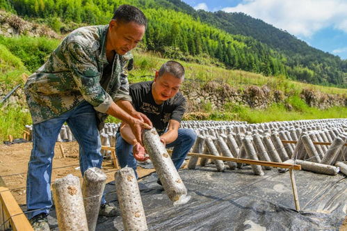 农村致富新路径，发掘潜力项目走向成功