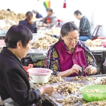 津市致富果，引领地方经济走向繁荣的果实之星