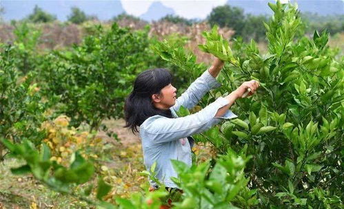 绿色希望，植物的力量与脱贫致富之路