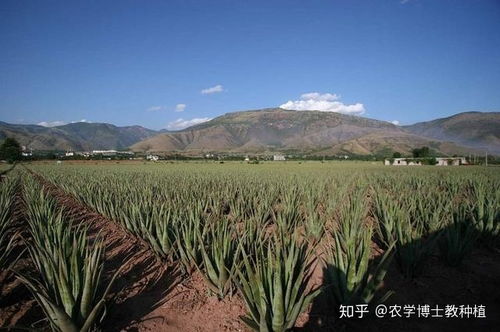 绿色希望，植物的力量与脱贫致富之路