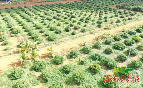 醴陵种植产业致富之路，探索高效农业种植模式