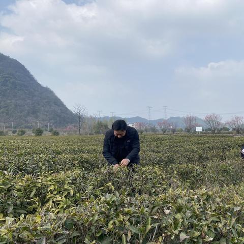 什么松树能带来致富之路，解析松树的商业价值及利用方式