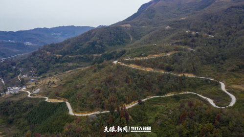 青川致富之路，探索多元化的门路与策略