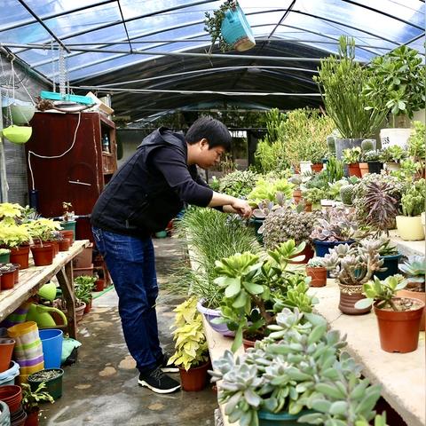 探寻致富之路，种植哪些树木最具潜力