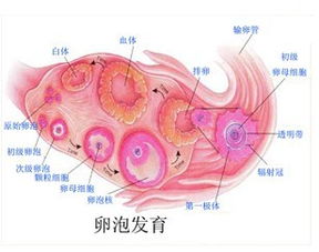 水文监测在卵泡萎缩研究中的应用及其重要性