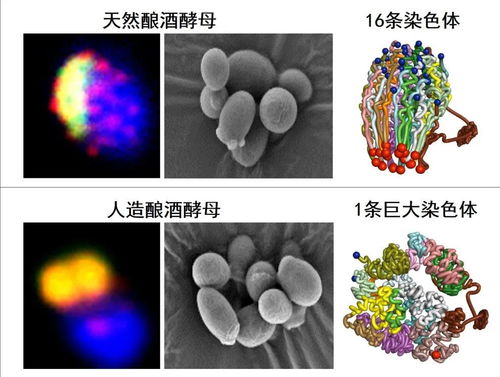 水文监测在卵泡萎缩研究中的应用及其重要性