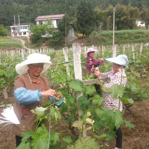 脱贫致富，定义、路径与挑战