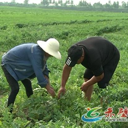 养龟致富，探索不同龟种的经济价值及养殖策略