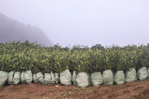 种植特色树种，开启致富之路