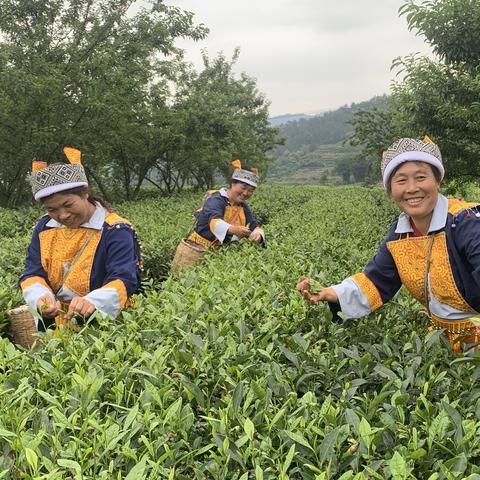 探寻优质早茶，品味香醇佳茗，共赴致富之路