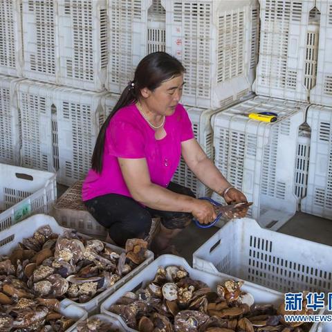 大棚种植致富之路，选择高效农作物实现财富增值