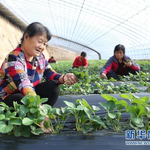 大棚种植致富之路，选择高效农作物实现财富增值