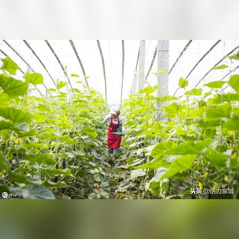 种植高效蔬菜致富之路，探索快速致富的蔬菜种植项目