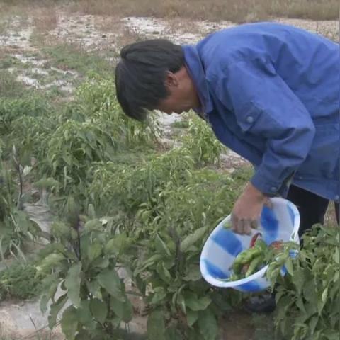 勤劳致富，实现个人价值与社会繁荣的良性循环效应