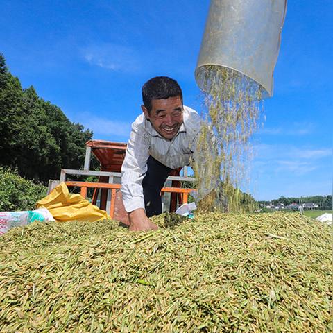 梯田种植策略，探索农作物致富之路