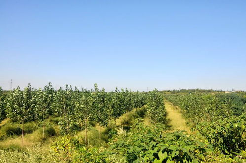 种树致富项目，探索树木种植的经济价值与未来发展