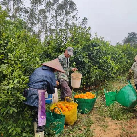 微店放心花套出来几个点啊,微店放心花——消费者信赖的购物天堂