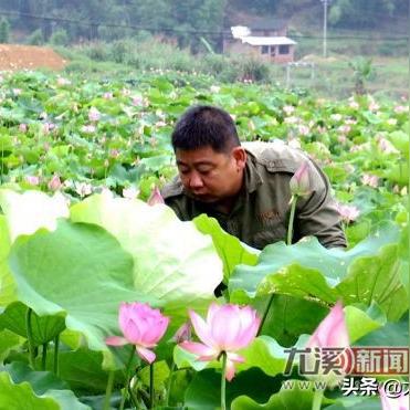 探索致富之路，从观赏草到绿色财富