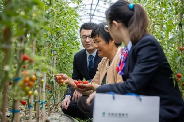 湖北农业致富之道，特色种植与创新经营