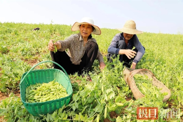 湖北农业致富之道，特色种植与创新经营