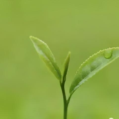 云南的致富之道，自然与文化的双重馈赠