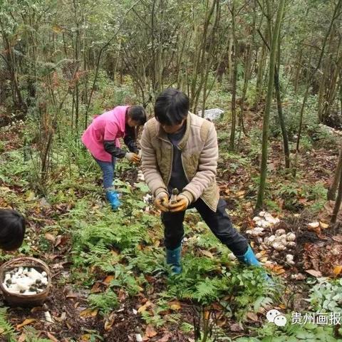 云南的致富之道，自然与文化的双重馈赠