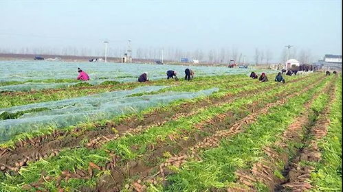 云南农民的致富之路，生态农业与旅游结合的可持续发展模式