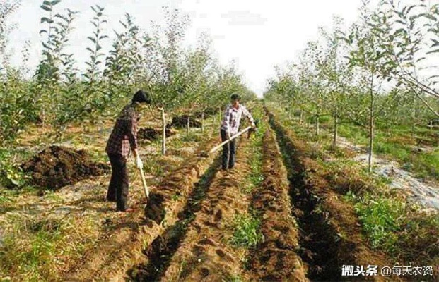 高效农业的秘密，如何通过科学施肥实现种植业的高收益