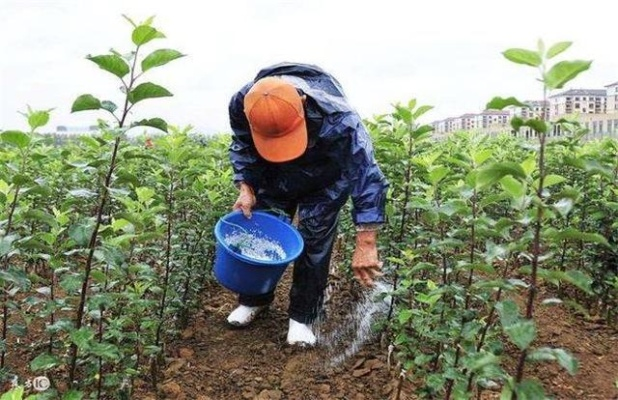 高效农业的秘密，如何通过科学施肥实现种植业的高收益