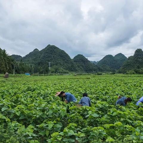 农村种植业的新机遇与挑战，如何选择高收益作物