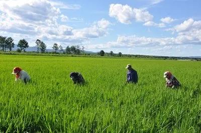 三农致富新选择，高效种植与生态农业